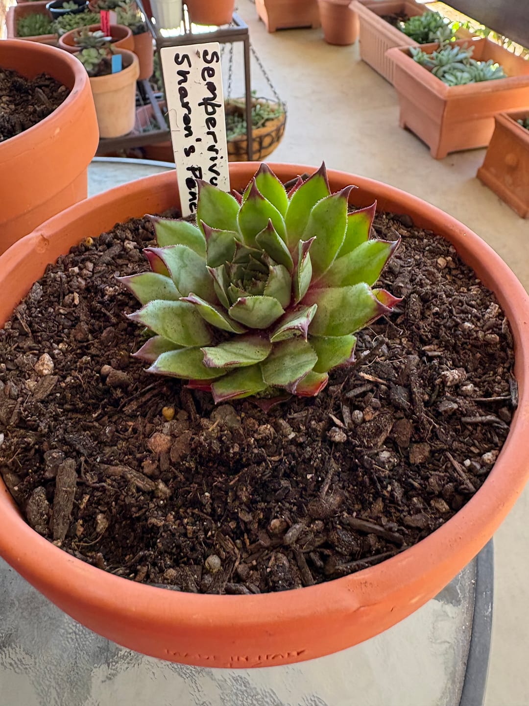 Customer photo review of Sempervivum 'Sharons Pencil'