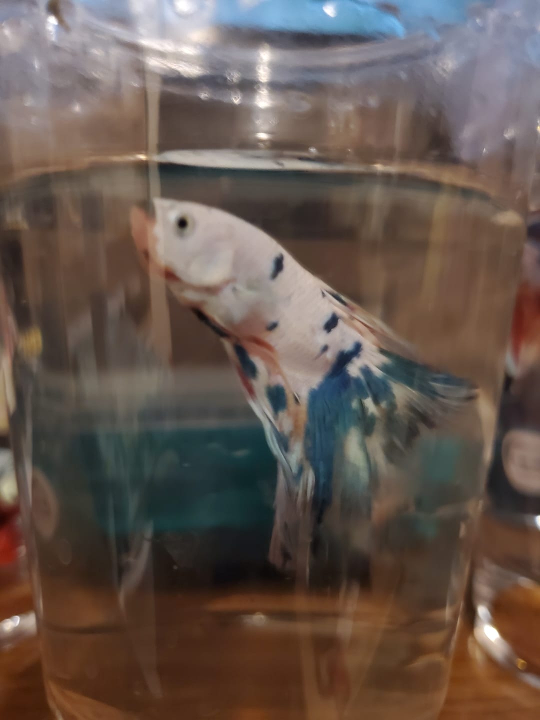 Customer photo review of Blue Marble Dot Halfmoon Male Betta Fish | Grower Pick