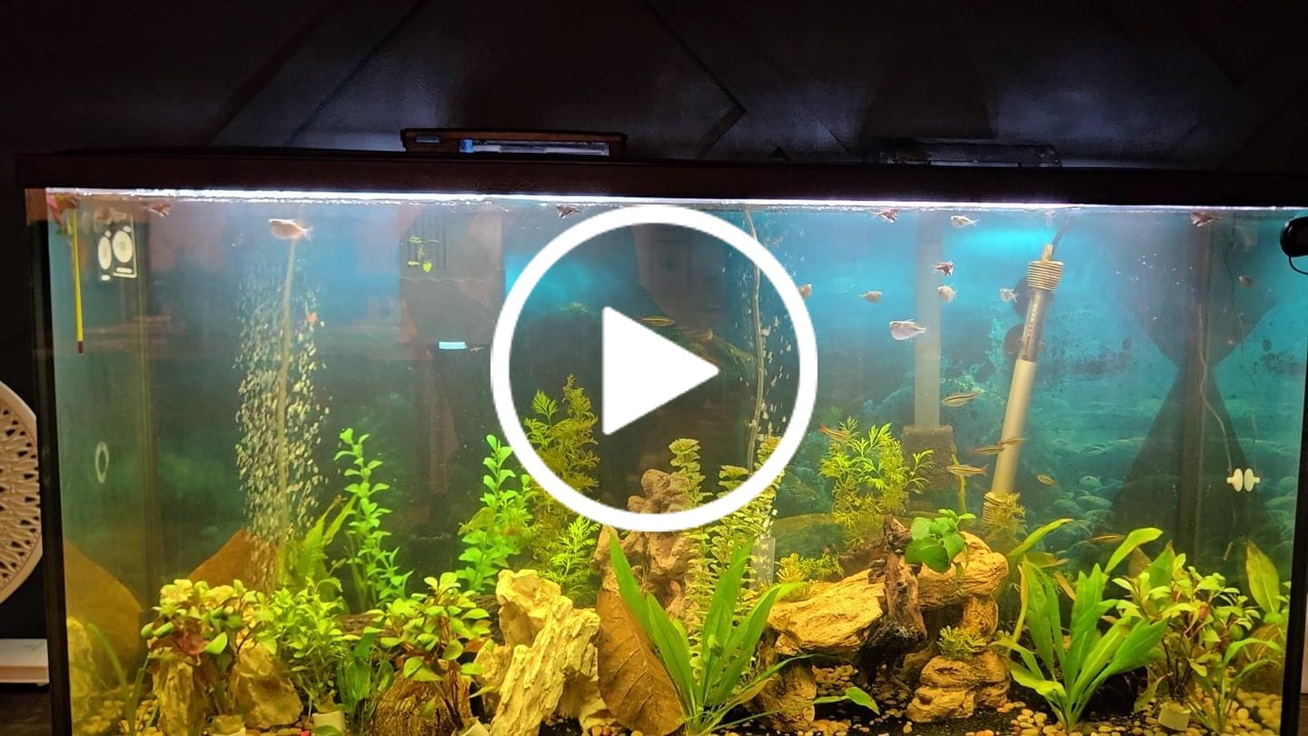 Customer video review of Tidal Power Filters From Seachem/Sicce