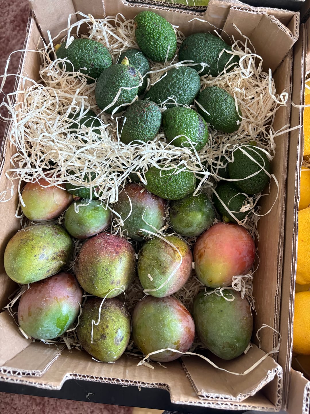 Customer photo review of Mini Mango & Avocado Rettungsaktion %