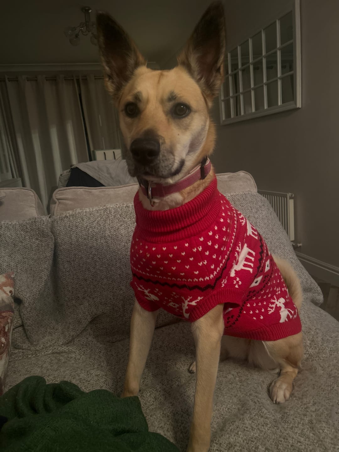 Customer photo review of Knit Christmas Dog Sweater - Dasher Red