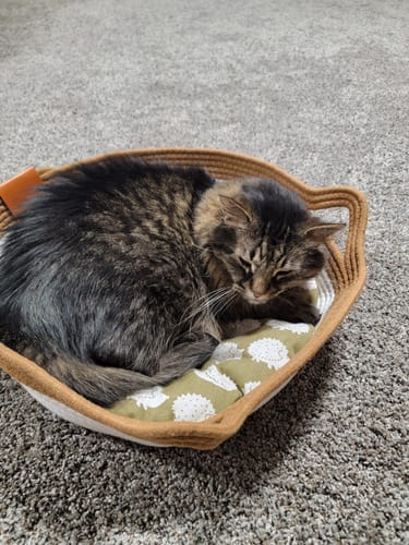 Customer photo review of Instinct Basket | Handwoven & Chemical-Free Cat Territory (Small is out of stock so we're price matching the Large Instinct Basket)