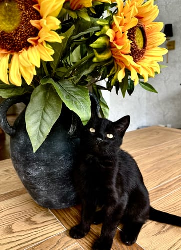 Customer photo review of SPEEDY TAIL 2.0