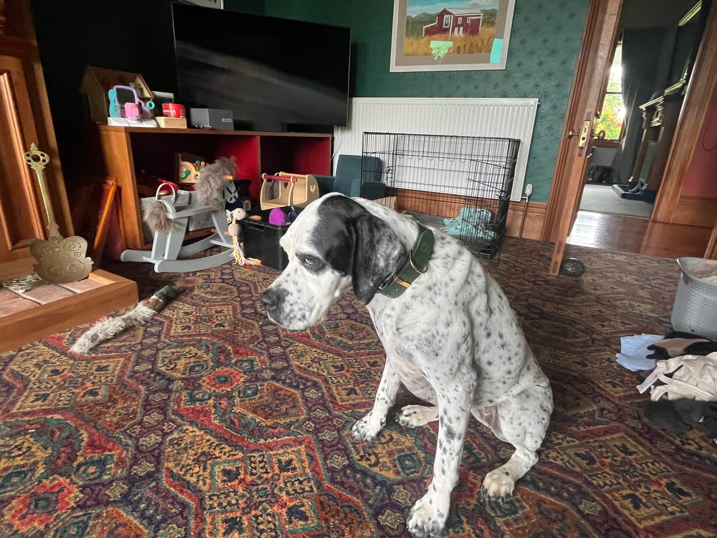 Customer photo review of Classic Buckle Leather Dog Collar - Custom Sized
