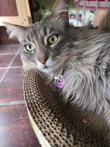 Customer photo review of Placa Rosada Flores