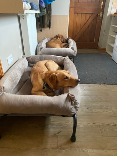 Customer photo review of Mushroom Cuddle Soft & Cedar Velvet Luxury Nest