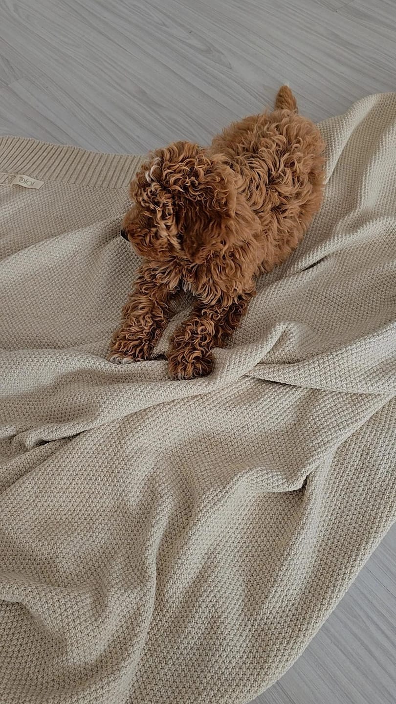 Customer photo review of Nodin Throw Örgü Triko Koltuk Şalı Battaniyesi