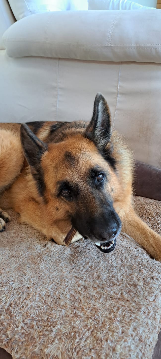 Customer photo review of 6 Inch Beef Jerky Stick
