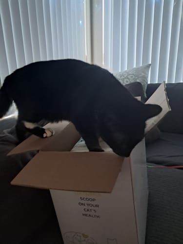 Customer photo review of Fit Litter