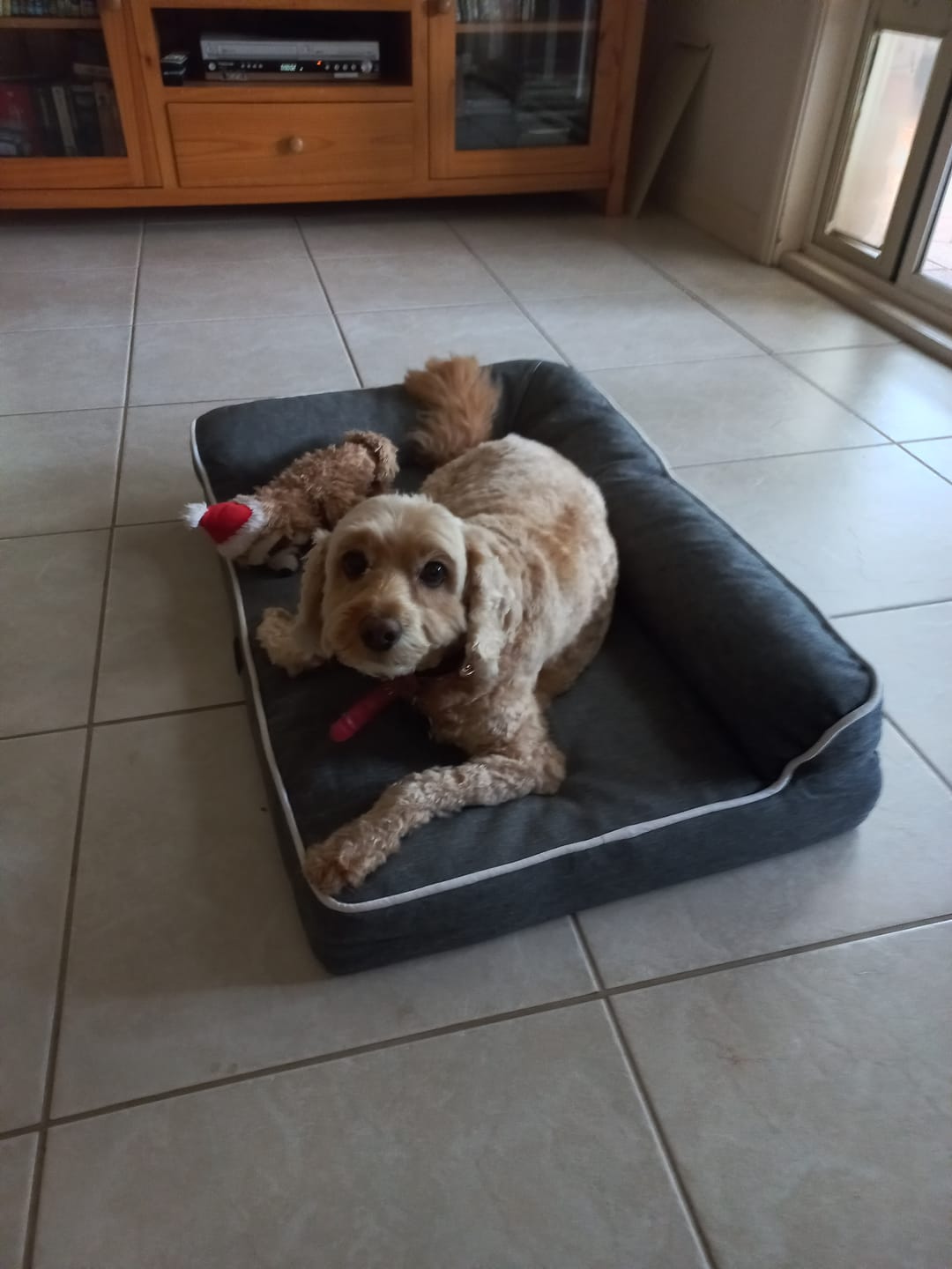 Customer photo review of Orthopedic Pet Bed Memory Foam With Cooling Gel