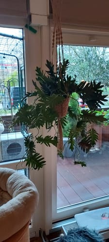 Customer photo review of Philodendron Kunst Hangplant 95cm