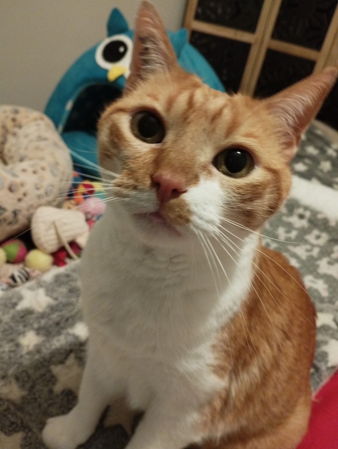 Customer photo review of Multipack d'effilés (Chat stérilisé et Chat adulte)