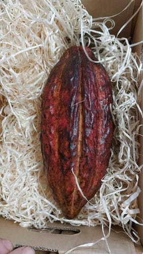 Customer photo review of Kakaofrucht naturbelassen