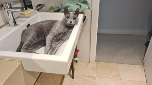 Customer photo review of 3 Month Supply - 1 Cat