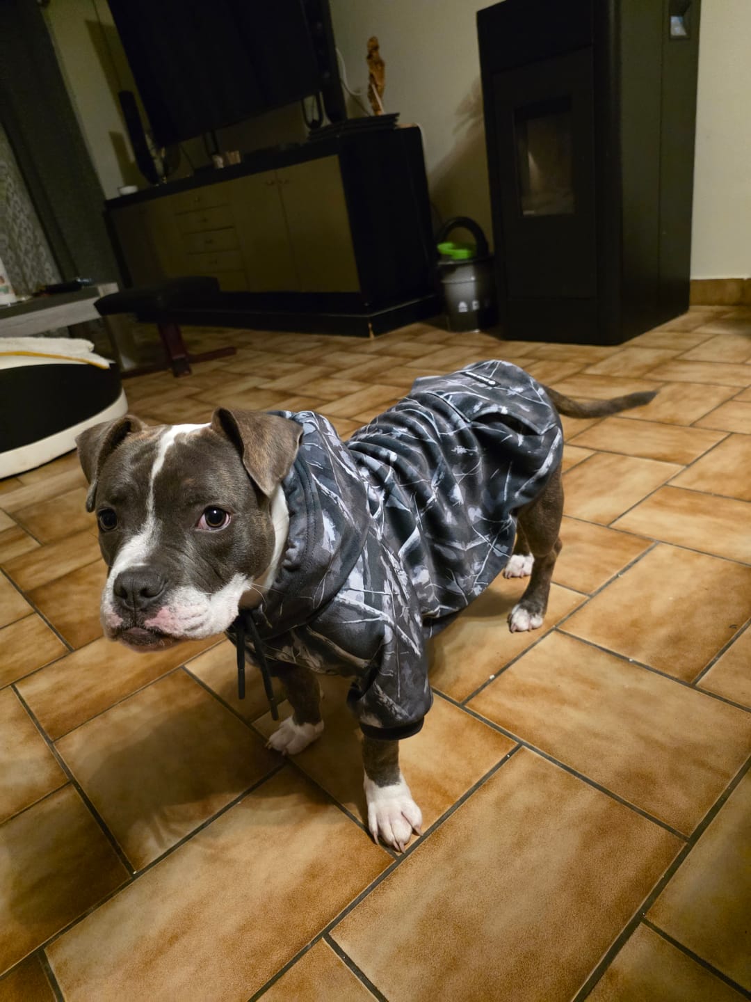 Customer photo review of Concrete Wood Dog Hoodie - Asphalt
