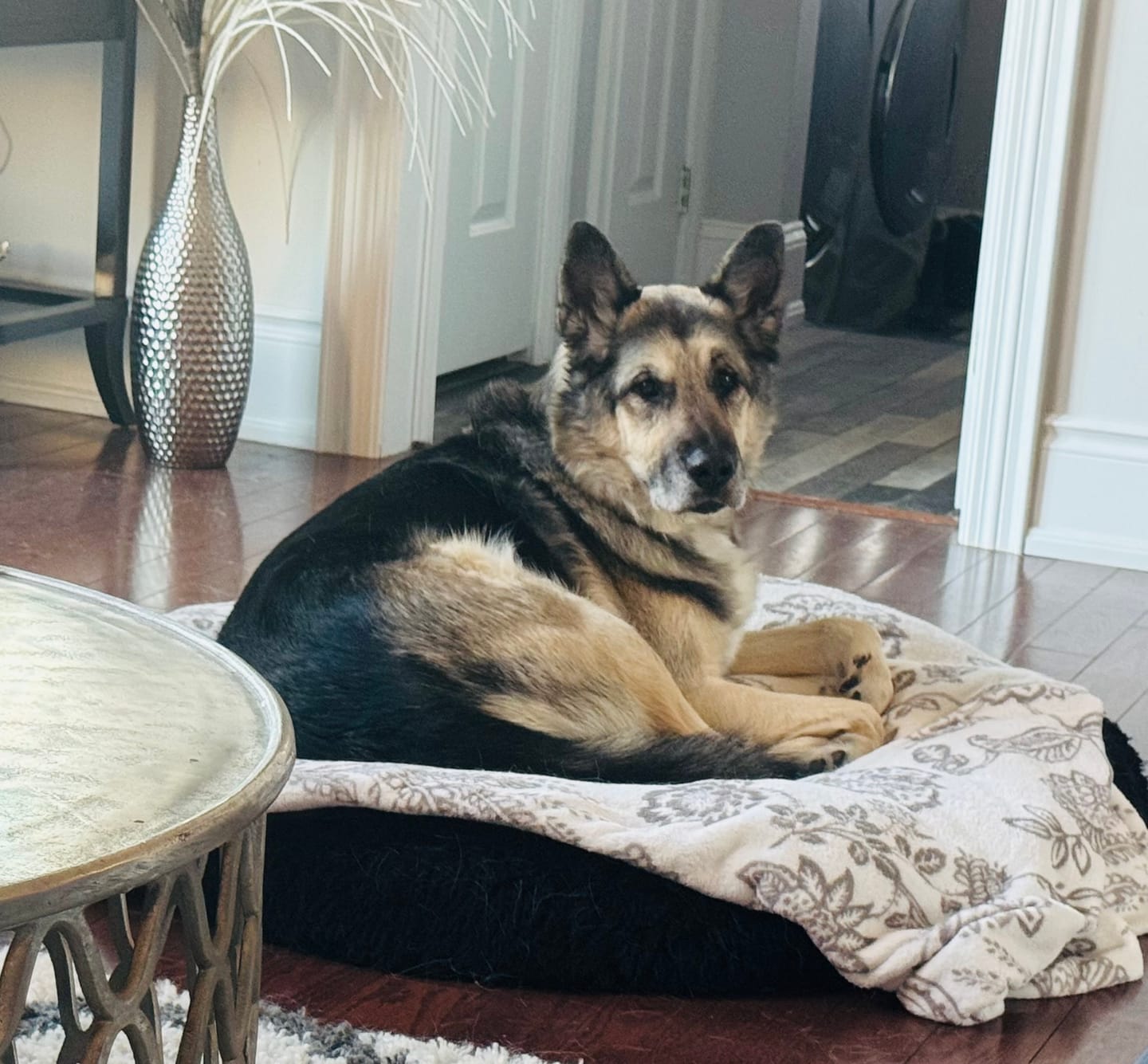 Customer photo review of Brooklyn® Deep Sleep Pet Bed