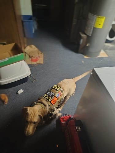 Customer photo review of NEW Upgraded Tactical No-Pull Team K9™ Dog Harness with 4 Quick-Release Metal Buckles, Reinforced Front & Back D-Rings, Hook & Loop Panels, Adjustable Straps, Reflective Strips, & Top Handle