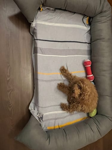 Customer photo review of Soft Foam Pet Couch - Rabbinic
