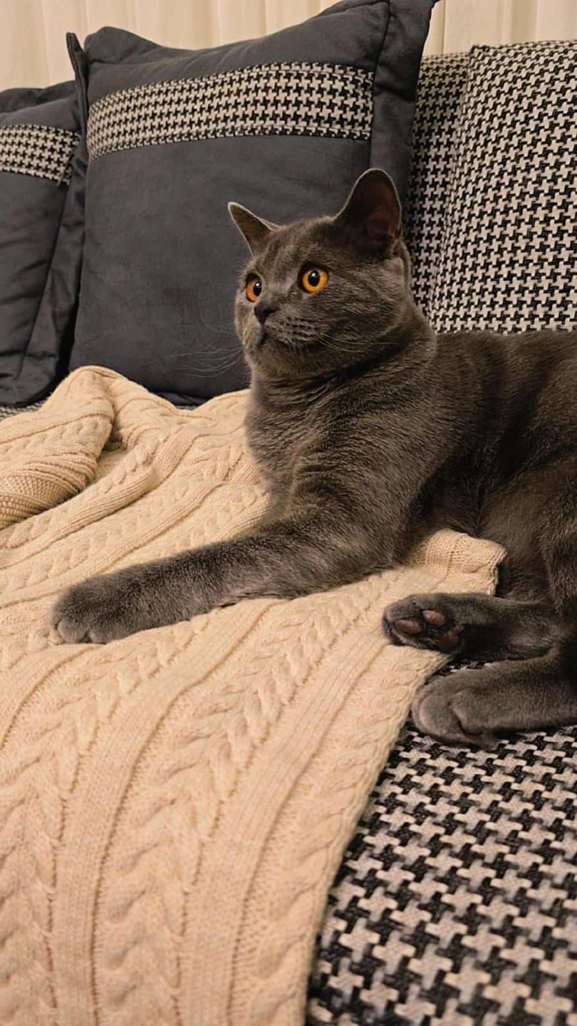 Customer photo review of Adriel Örgü Throw Triko Koltuk Şalı Battaniyesi