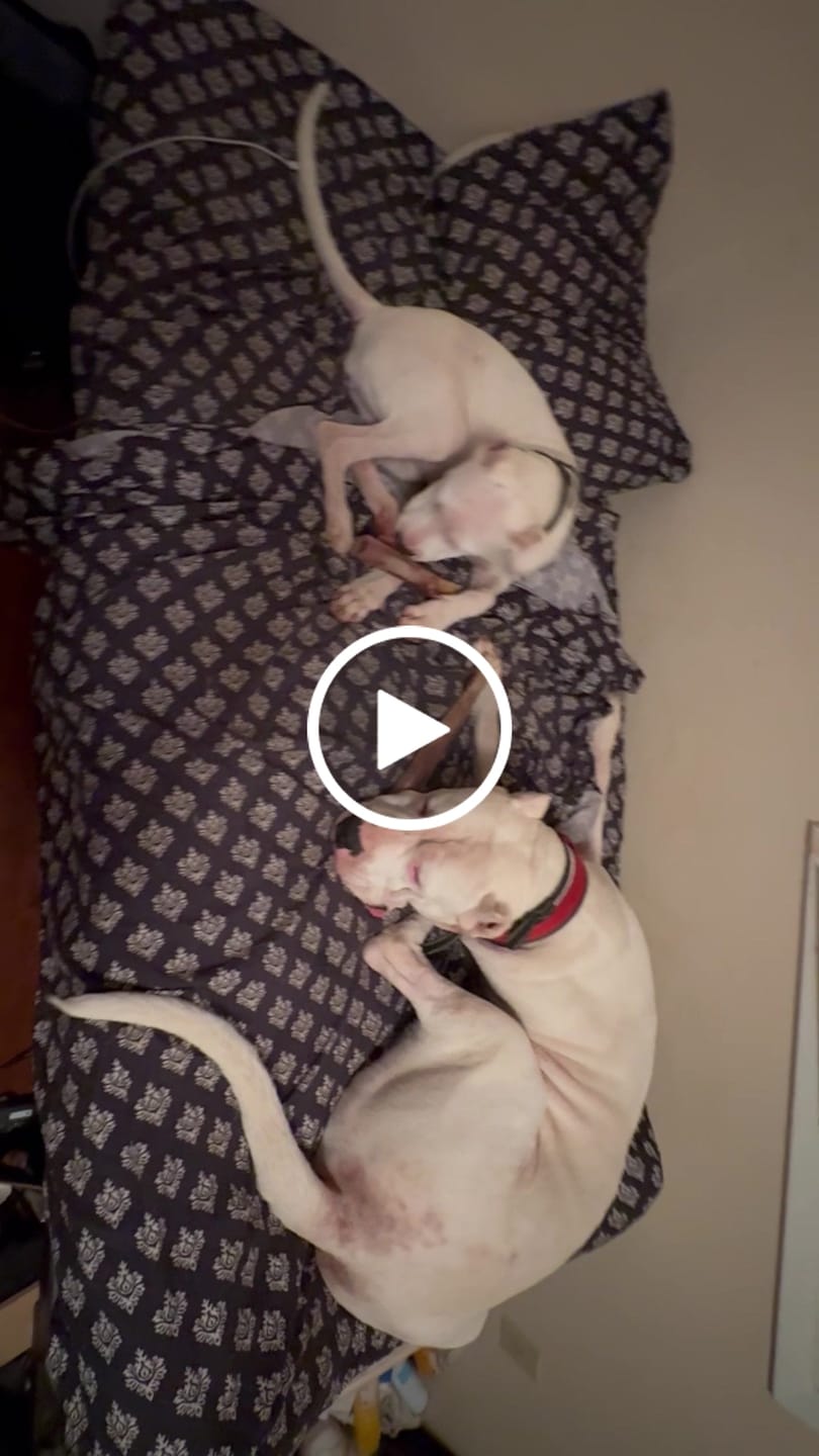 Customer video review of Power Chewer Trial Pack – Built for the Toughest Chewers!