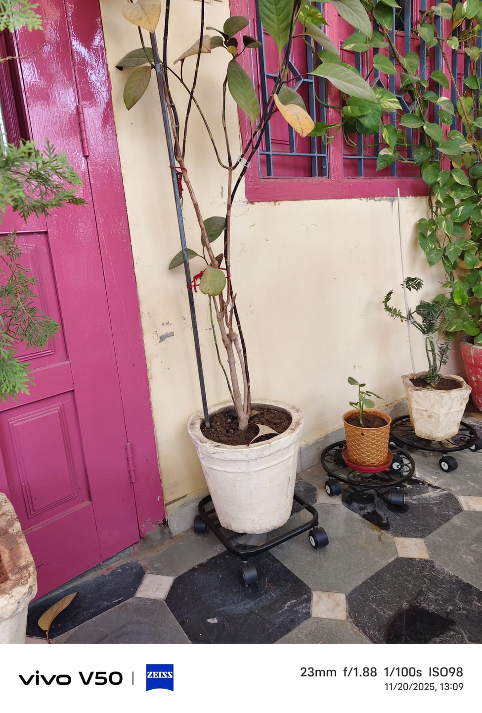 Customer photo review of TryGreen Daze Wheel Rolling Plant Stand for Planters