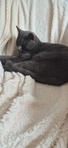 Customer photo review of Fit Litter PLUS - 3 month supply - 1 cat