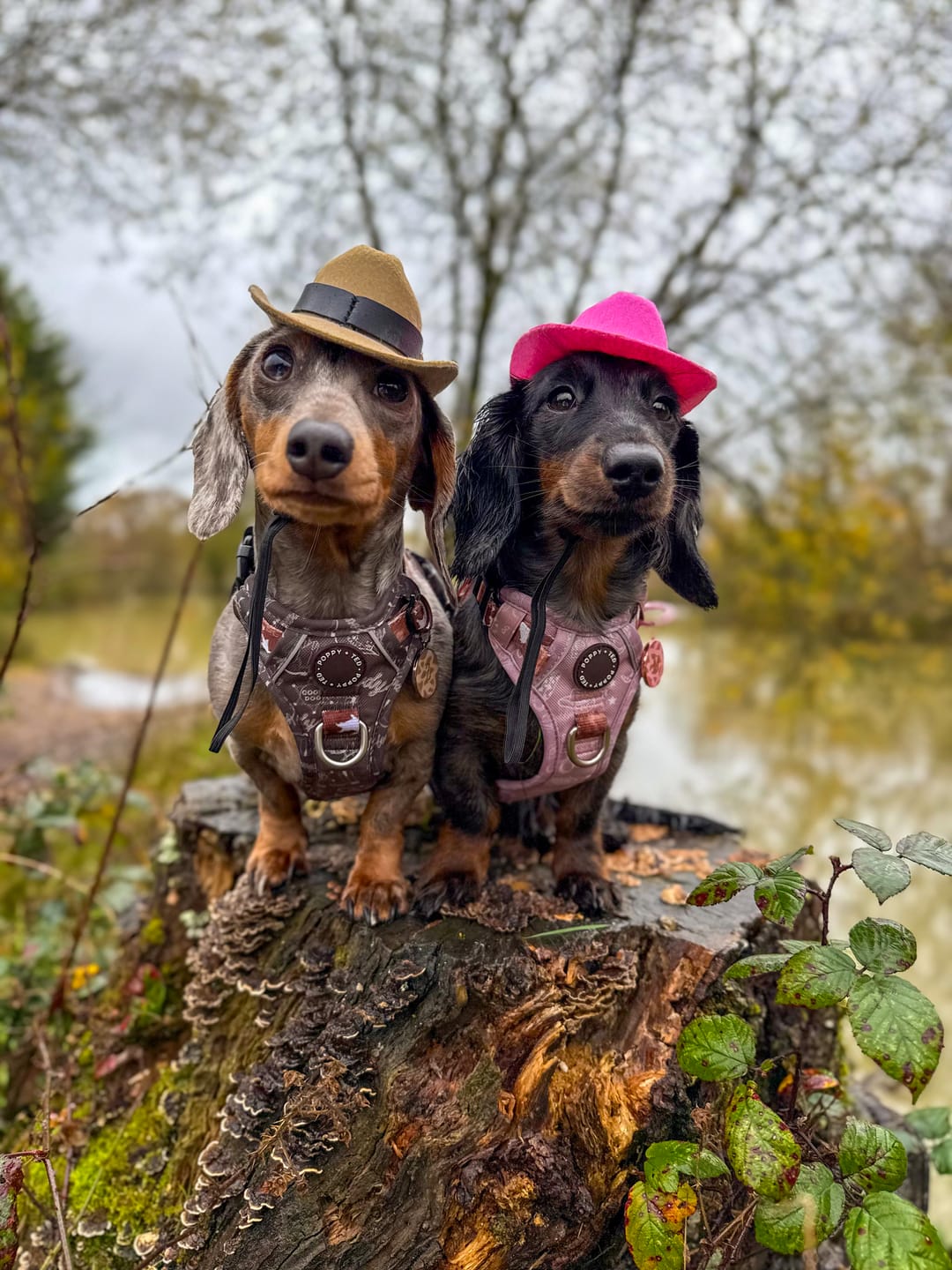 Customer photo review of 3-Click Tough Step-in Dog + Puppy Harness | Howdy Cowdog