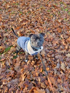 Customer photo review of Workdog Insulated Utility Jacket - Navy