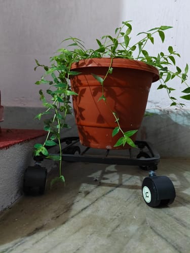 Customer photo review of United Crafts Liva Wheel Pot Stands for Planters