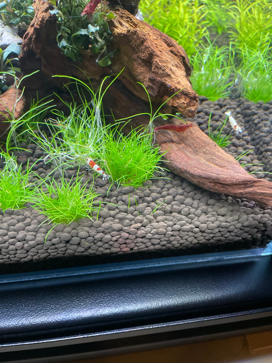 Customer photo review of Crystal Red Shrimp