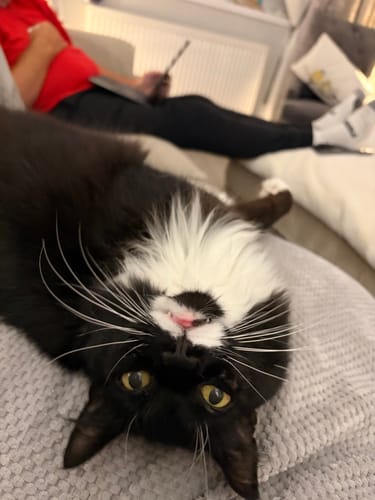 Customer photo review of 1 Month Supply – 1 Cat