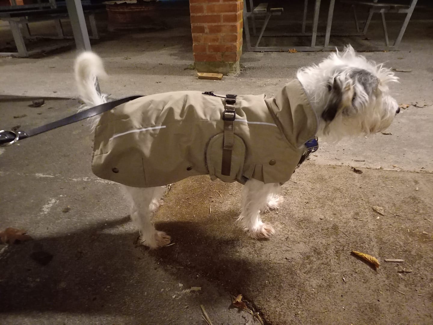 Customer photo review of Trixie - Hundejakke, Sand