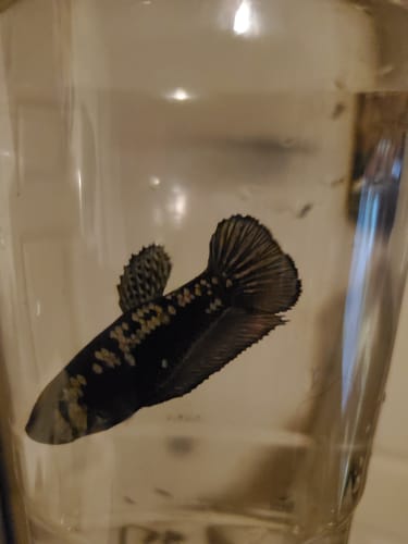 Customer photo review of Black Samurai Female Betta Fish