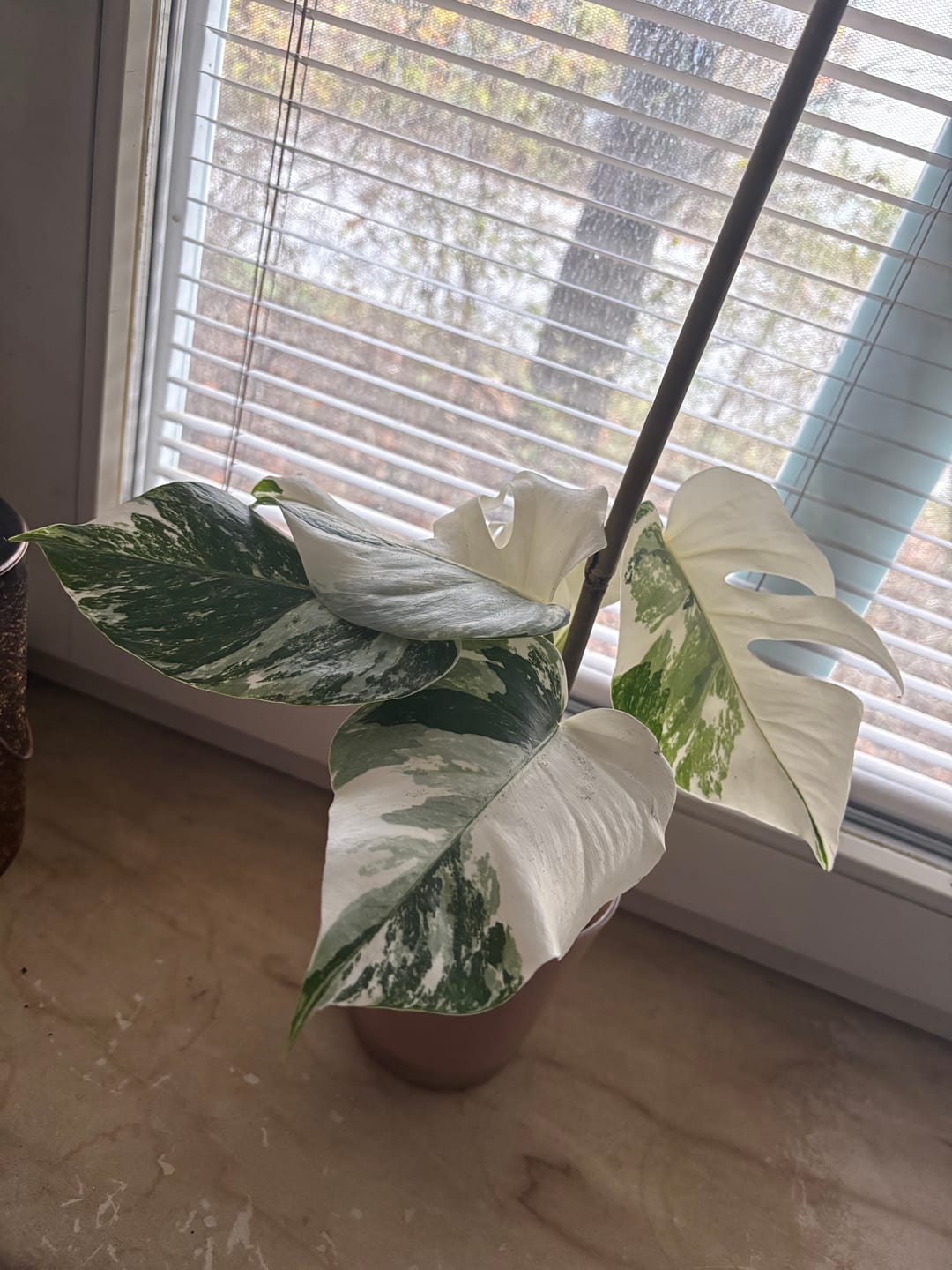 Customer photo review of Monstera Deliciosa Variegata 12cm extrem