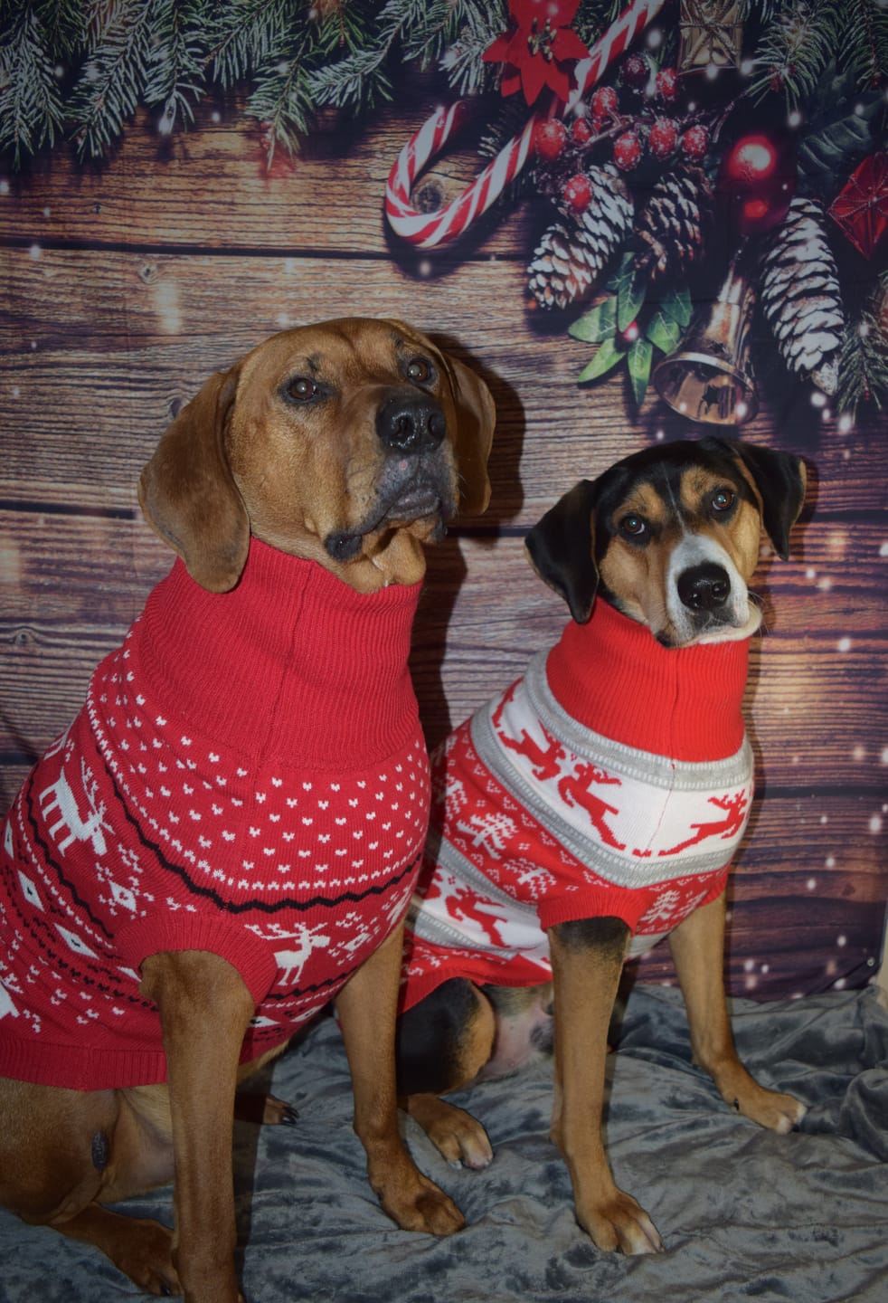 Customer photo review of Knit Christmas Dog Sweater - Dasher Red