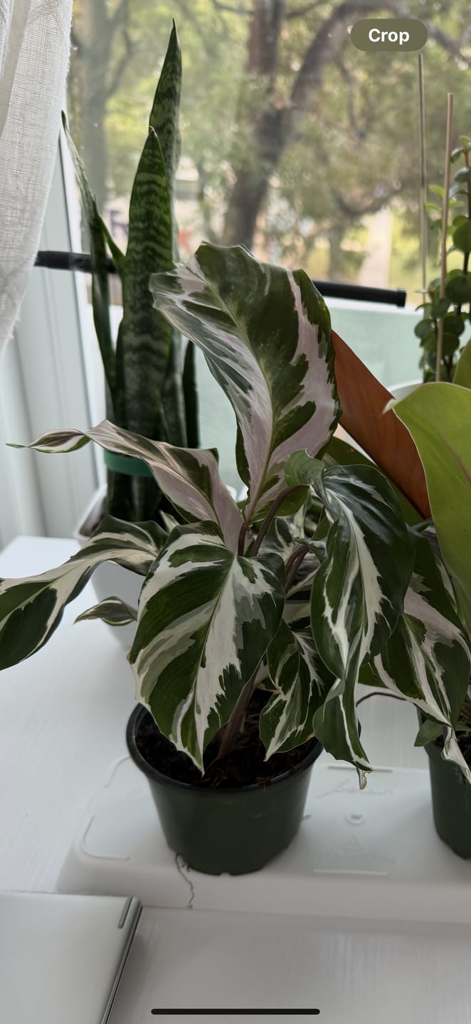 Customer photo review of Calathea 'Stella'