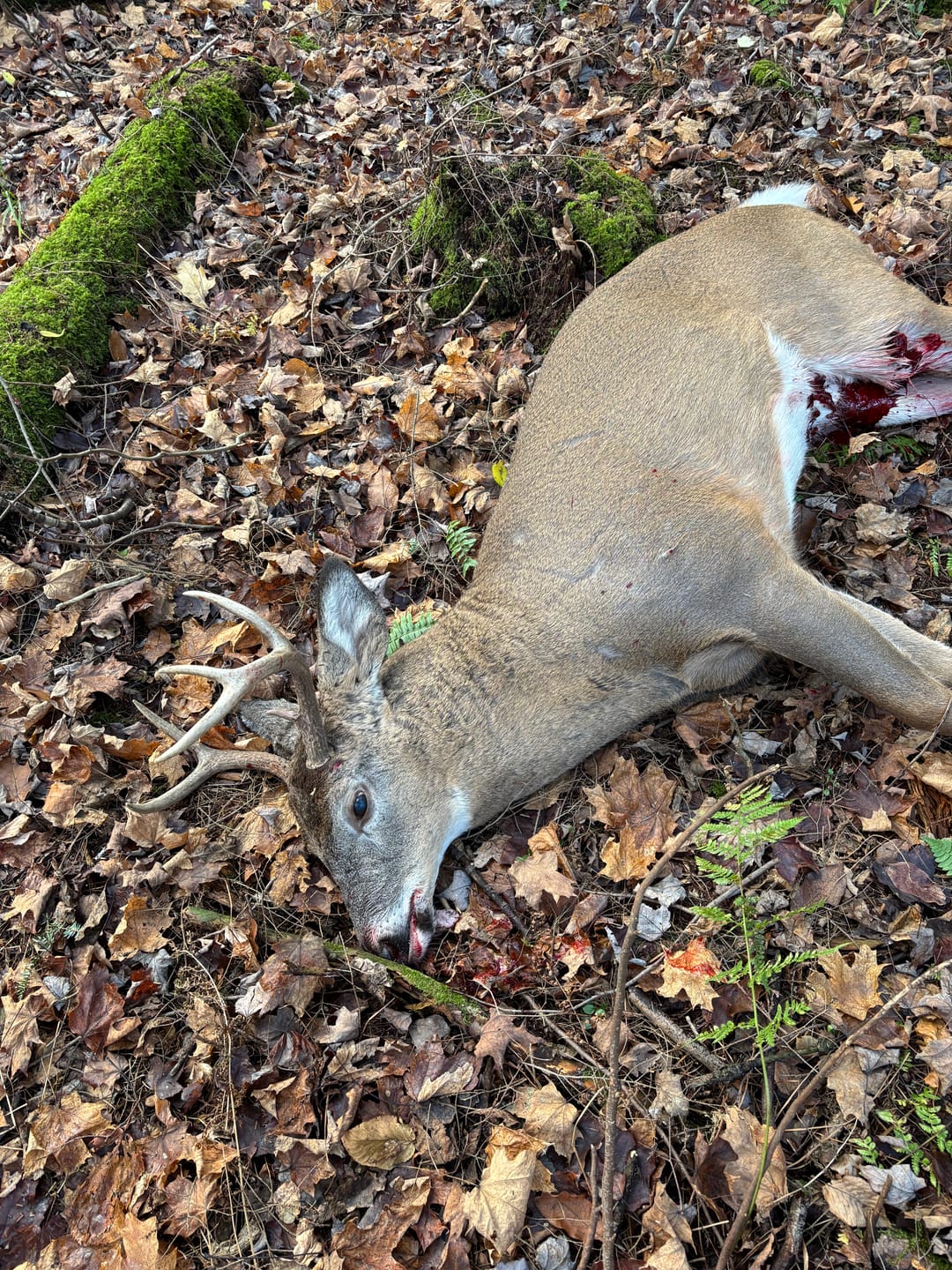 Customer photo review of Altus Whitetail Ultra Silent Hunting Suit Men's Water Resistant Hunting Clothes