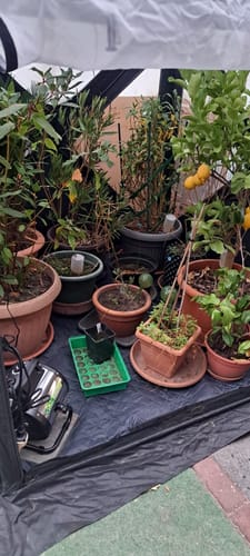 Customer photo review of Gewächshausheizung "Palma" mit digitalem Thermostat 2000 W