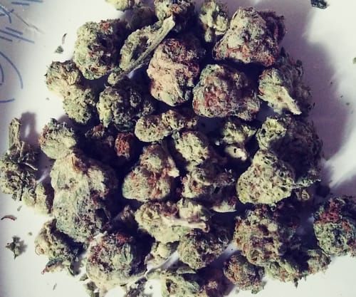 Customer photo review of Panama Red - Exotic Smalls