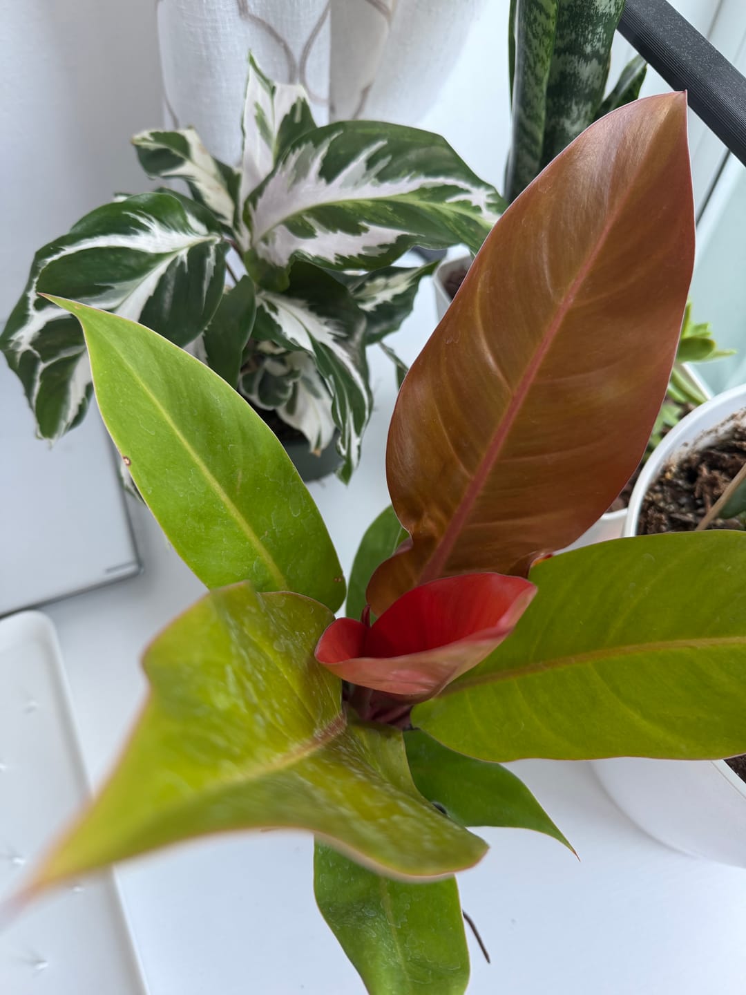 Customer photo review of Philodendron 'Prince of Orange'