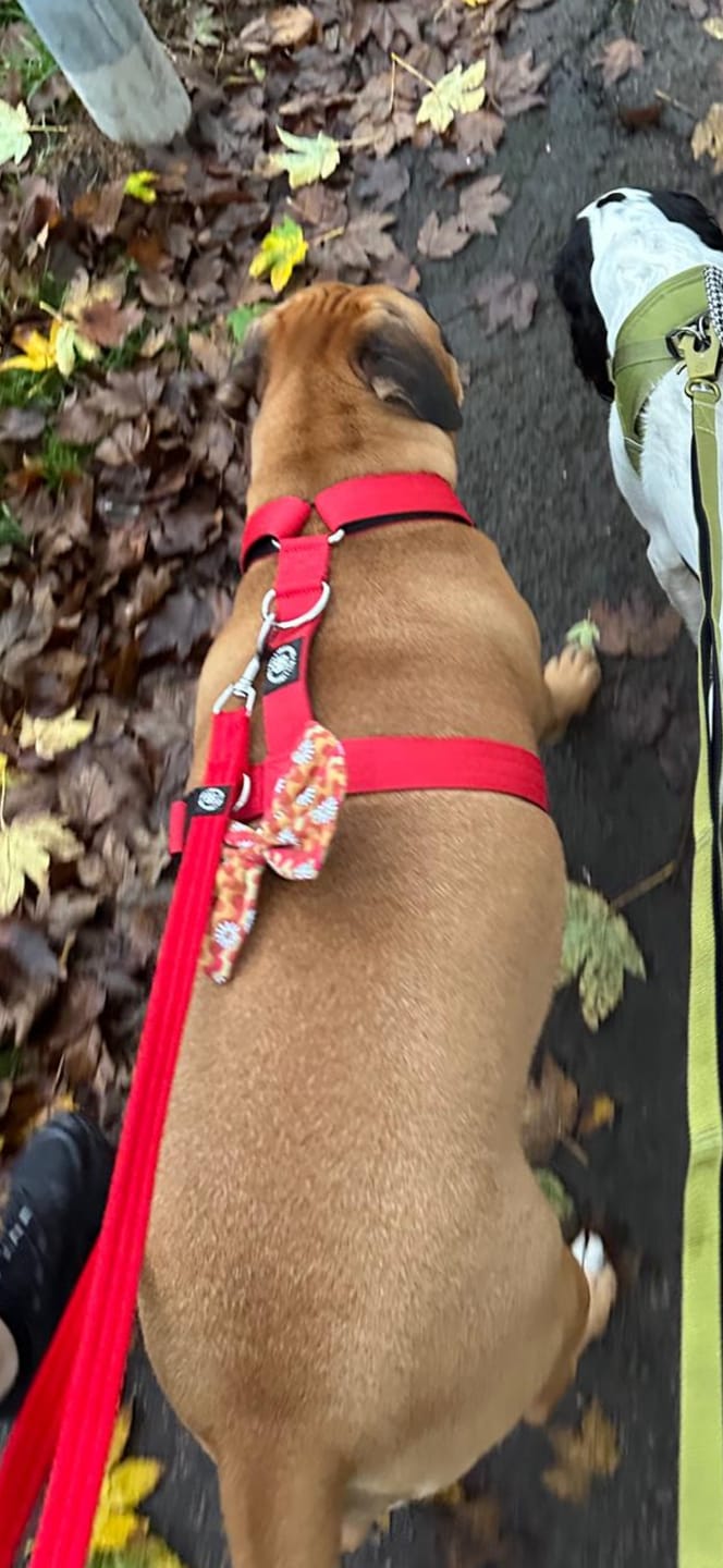 Customer photo review of Training Anti Pull TRI-Harness® | M-XL Breeds - Red