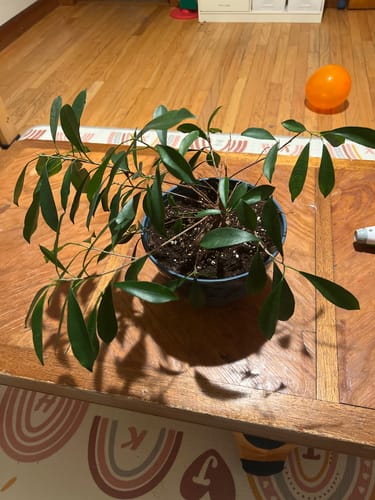 Ena P. review of Root Boost image 1 out of 1