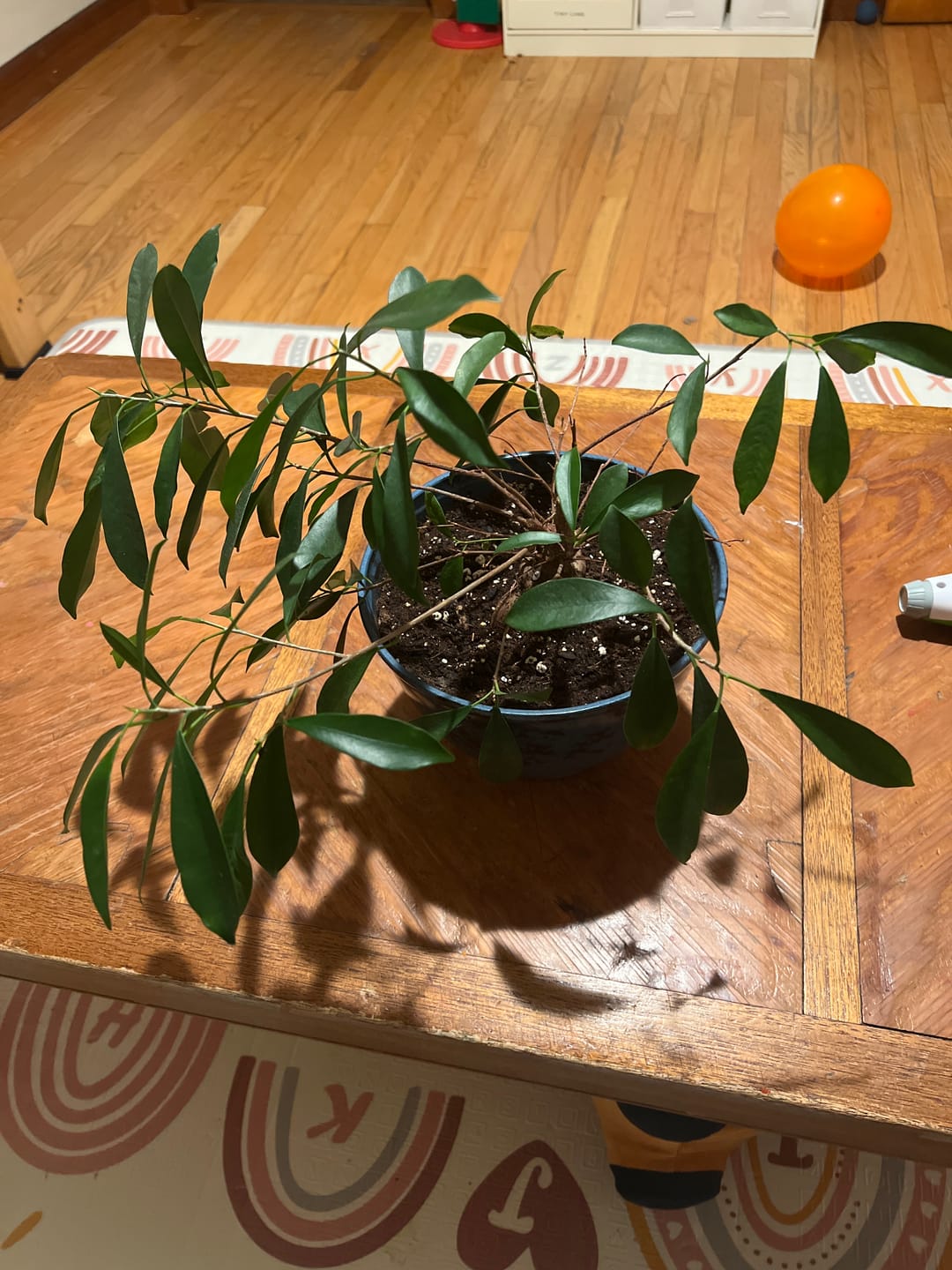 Customer photo review of Root Boost