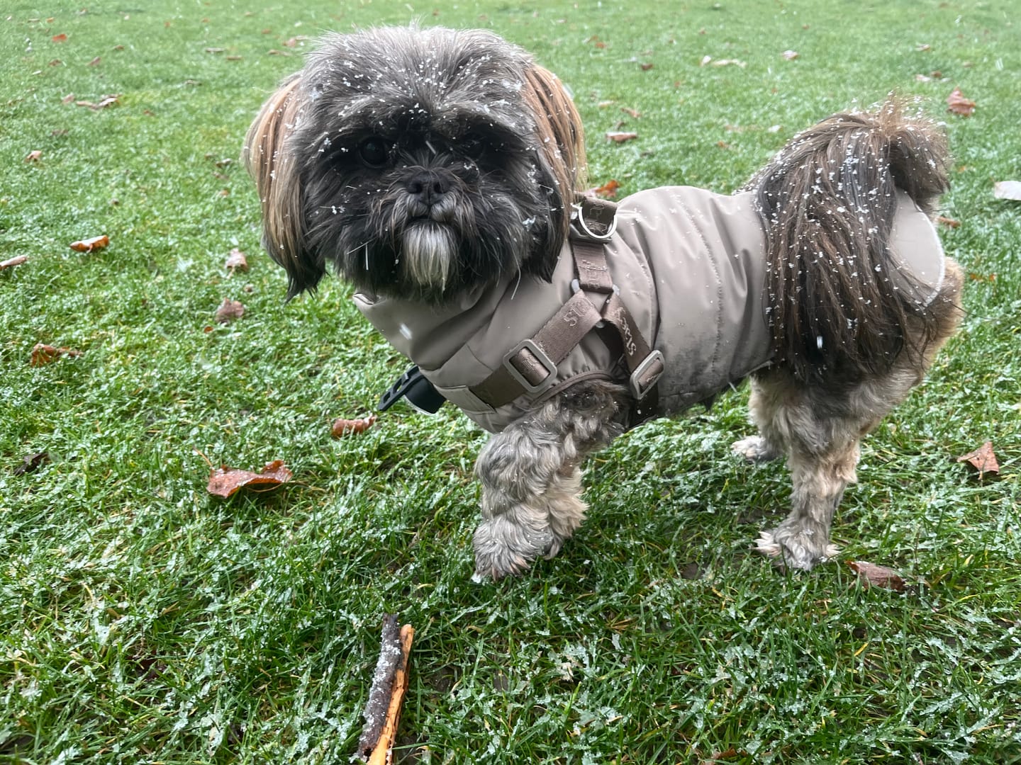 Customer photo review of Staey - Vera Hundejakke m. sele, Sage