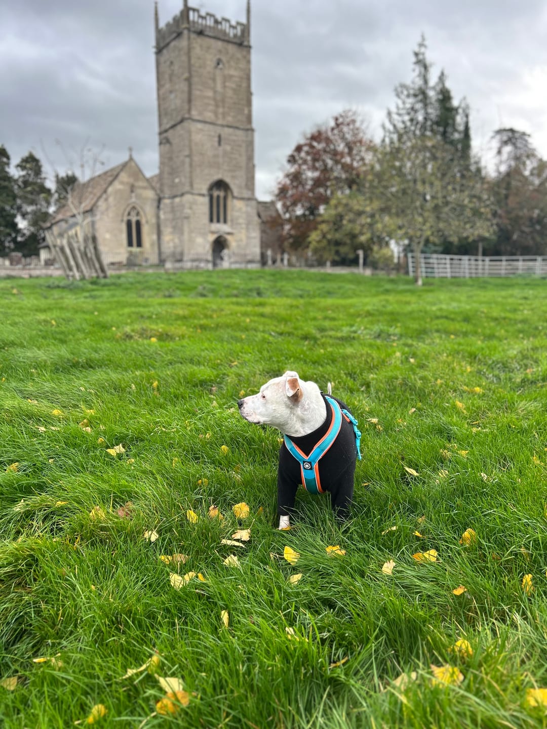 Customer photo review of Slip on Harness | Foam Padded - Orange