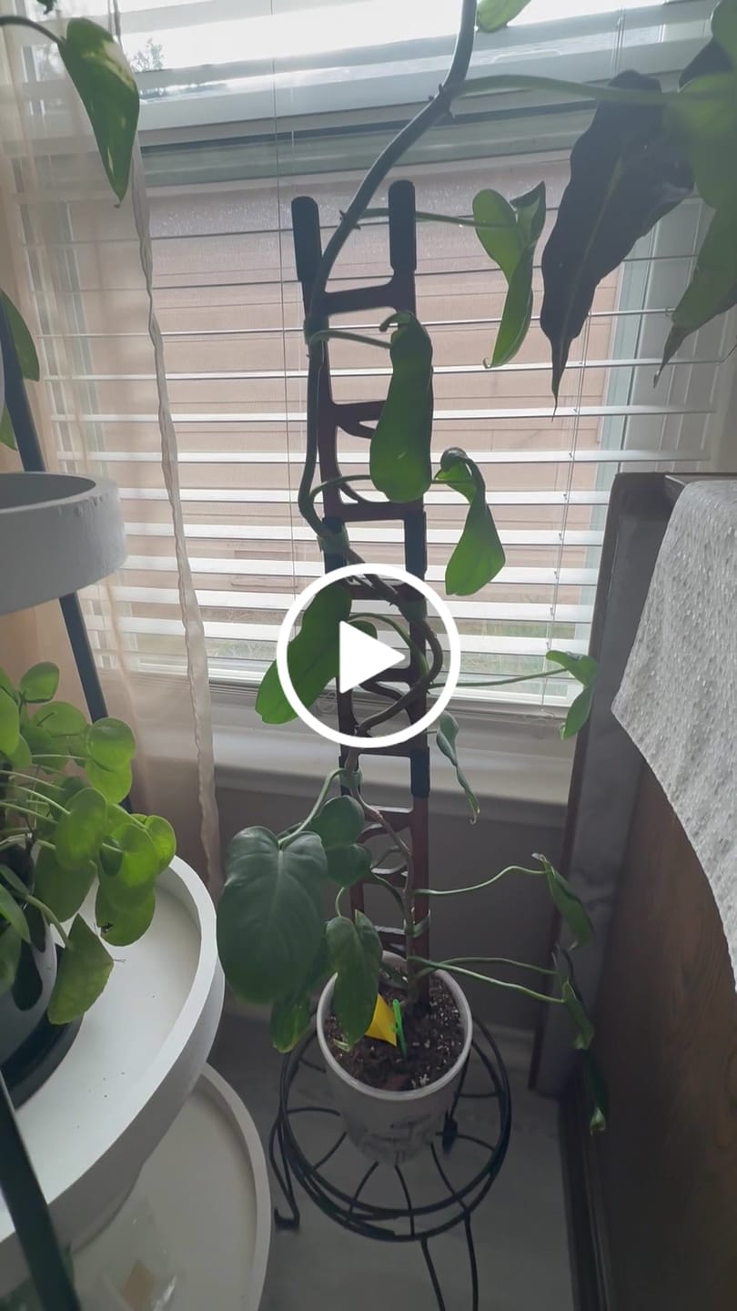 Customer video review of Stella - Modular ladder support