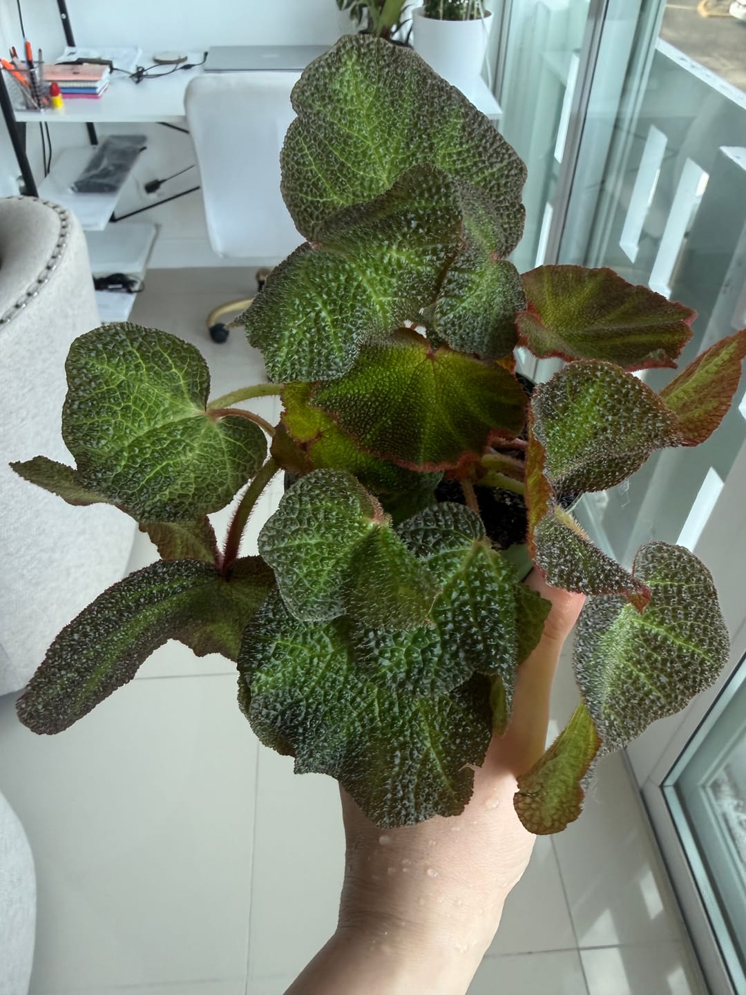 Customer photo review of Begonia soli-mutata