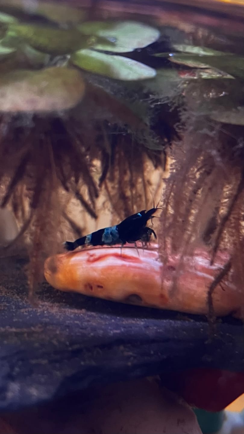 Customer photo review of Shadow Panda Shrimp