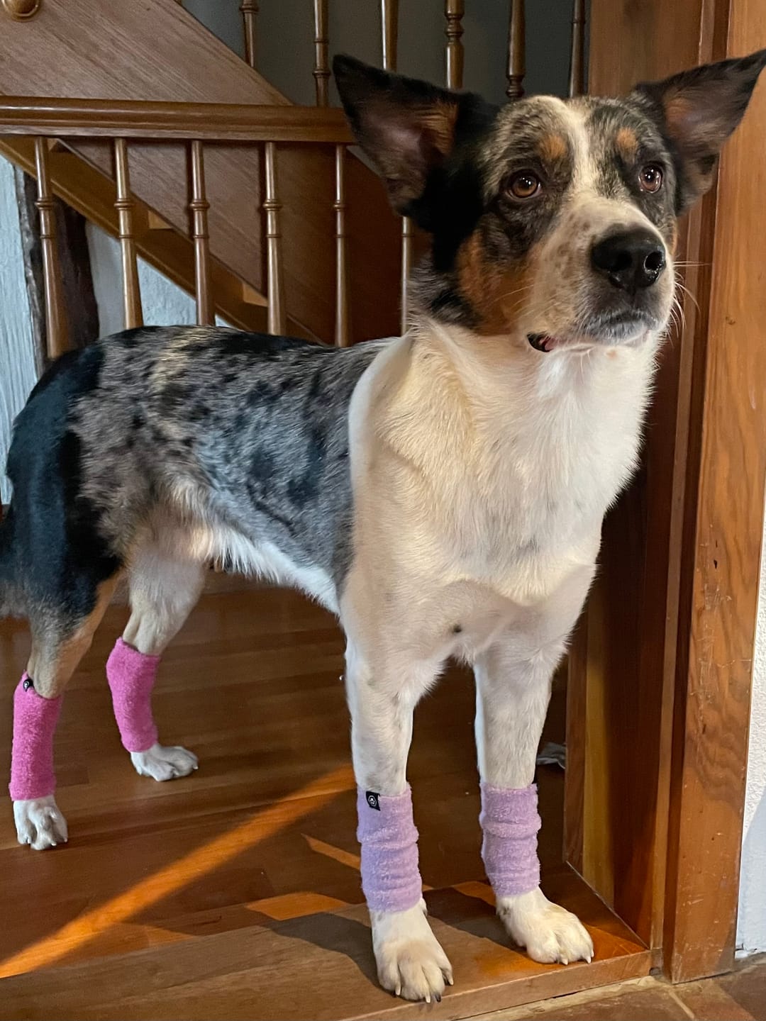 Customer photo review of Stretchy Fleece Dog Leg Warmer Sleeves
