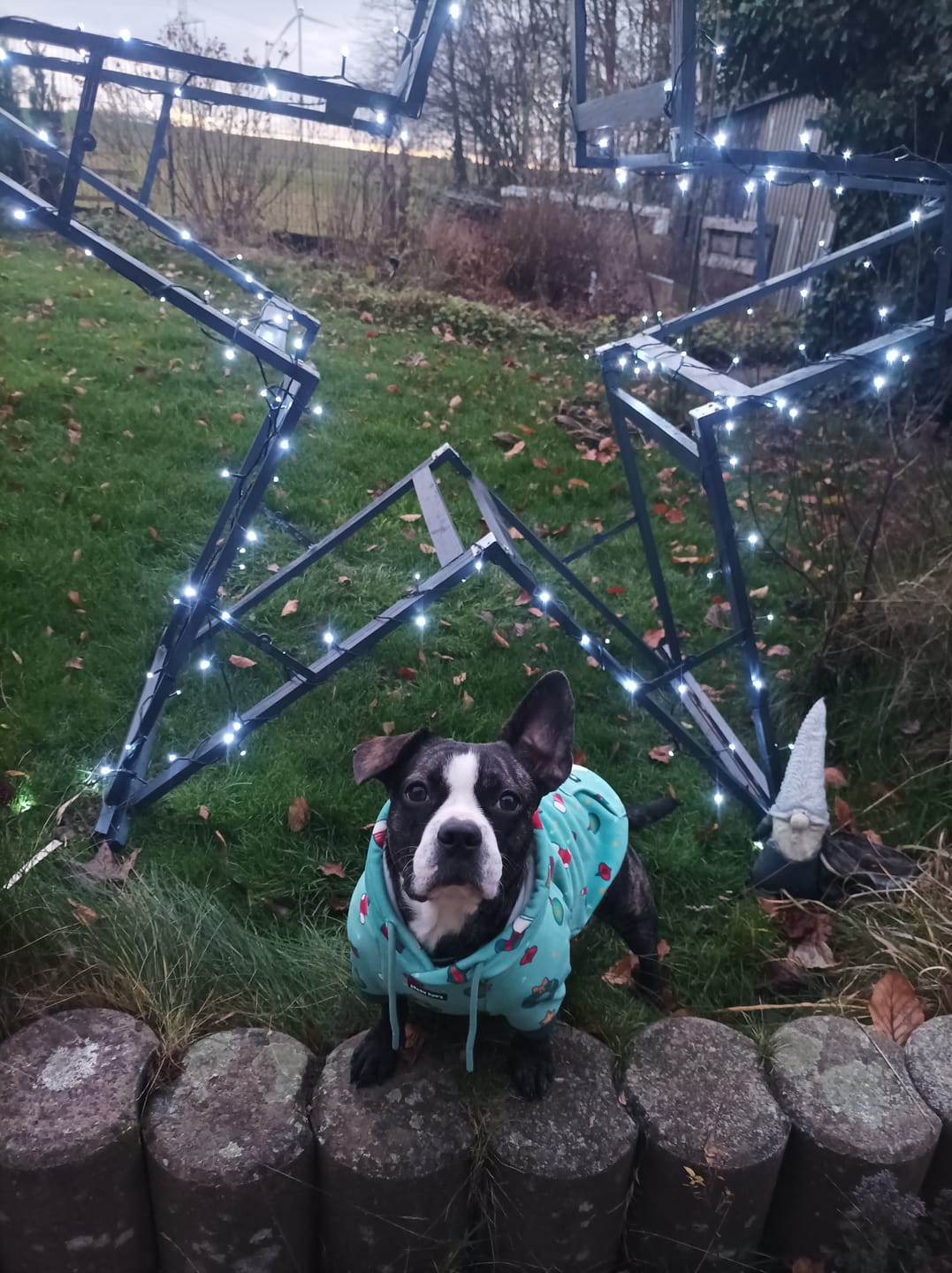 Customer photo review of Christmas Dog Hoodies